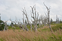 Tree ghosts amid the grasses