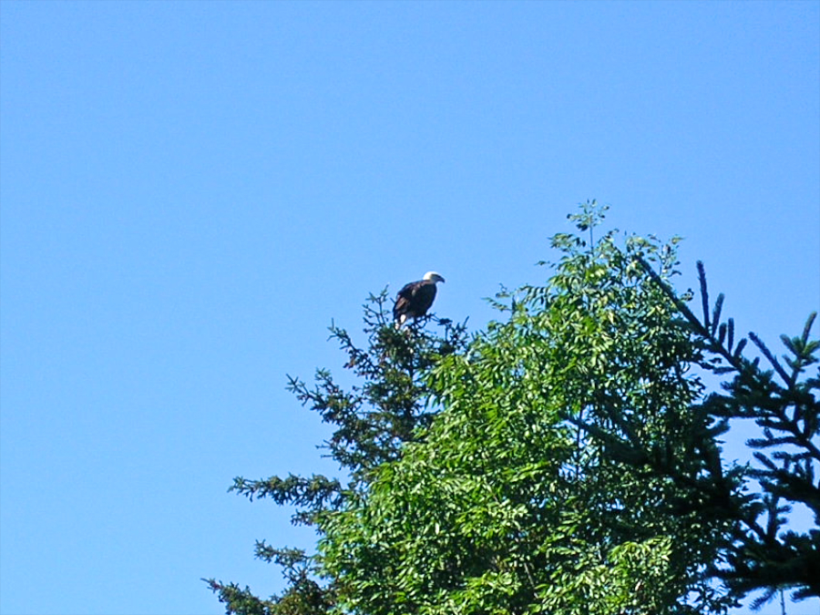 Eagle!
