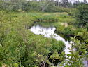 Black River