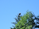 Eagle!