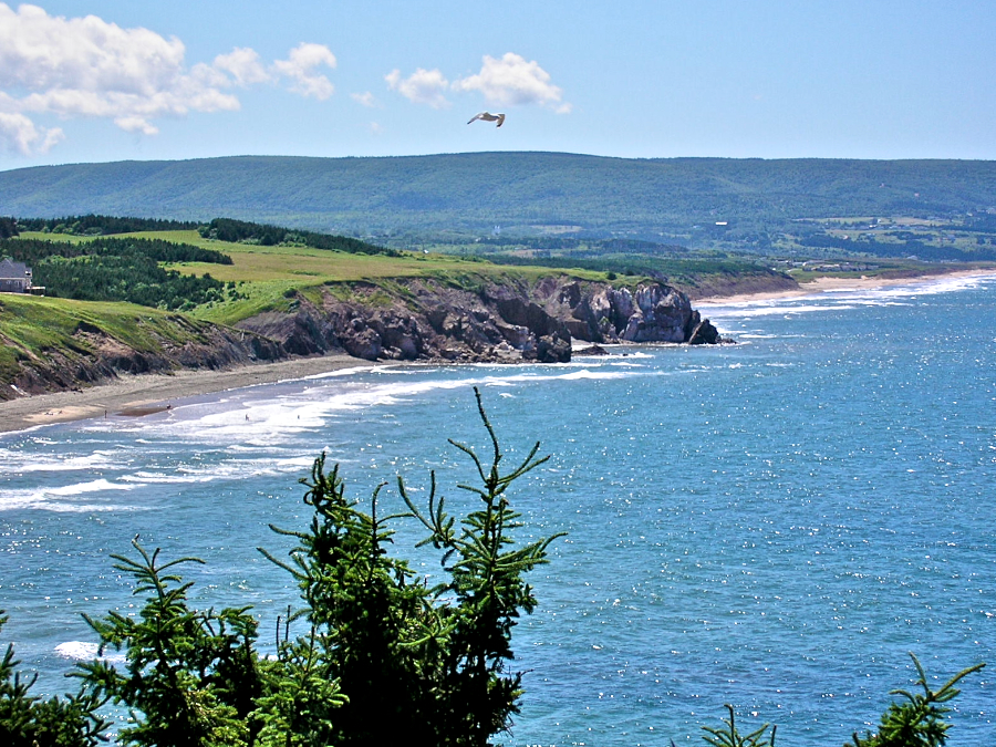 Gull at Broad Cove