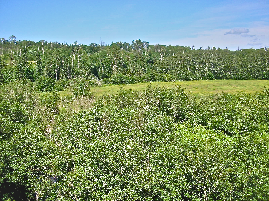 View from the wooden bridge