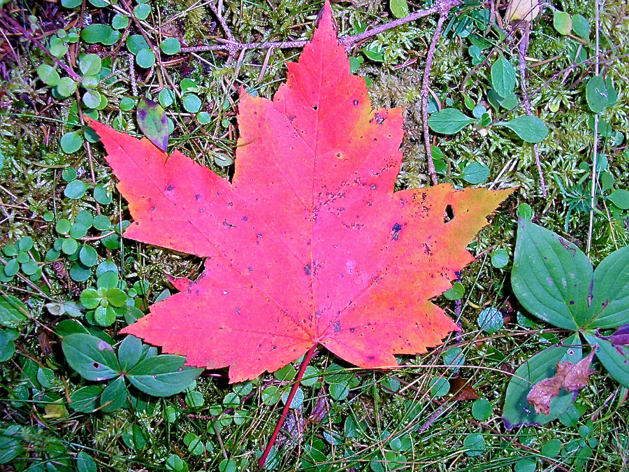 Red Maple Leaf