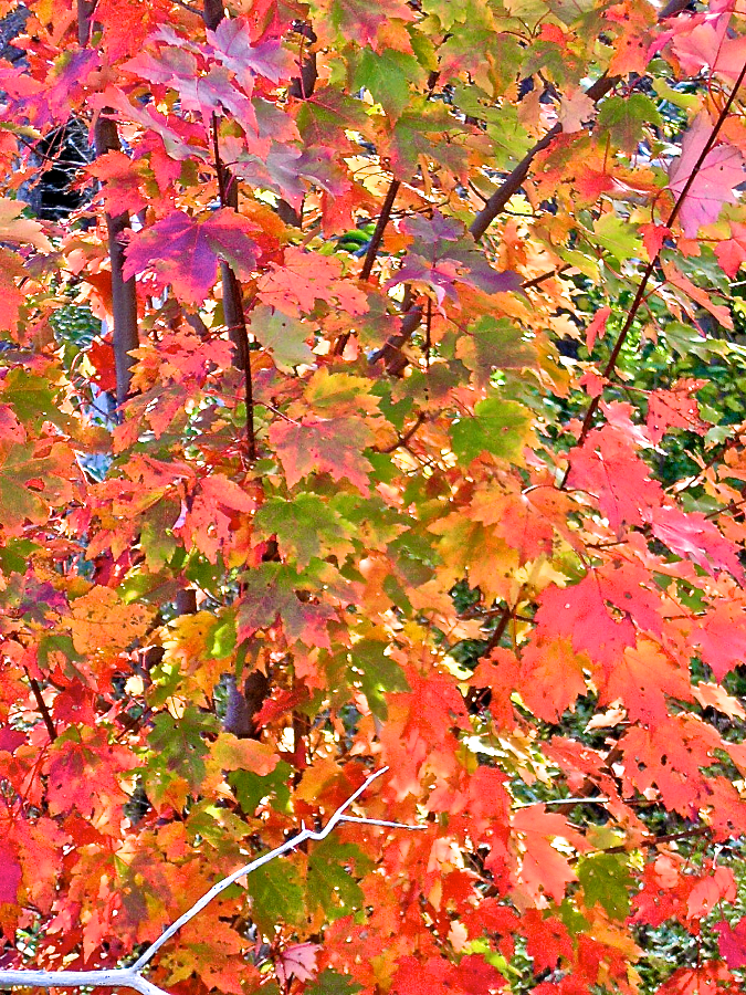 Changing Tree