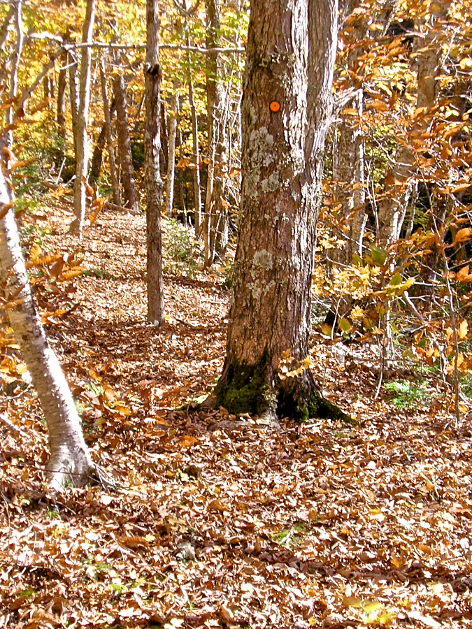 Along the Bear Trap Trail
