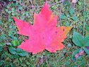 Red Maple Leaf