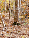 Along the Bear Trap Trail