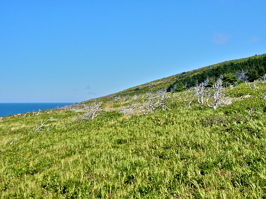 Vegetation on Tittle Point