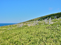 Vegetation on Tittle Point
