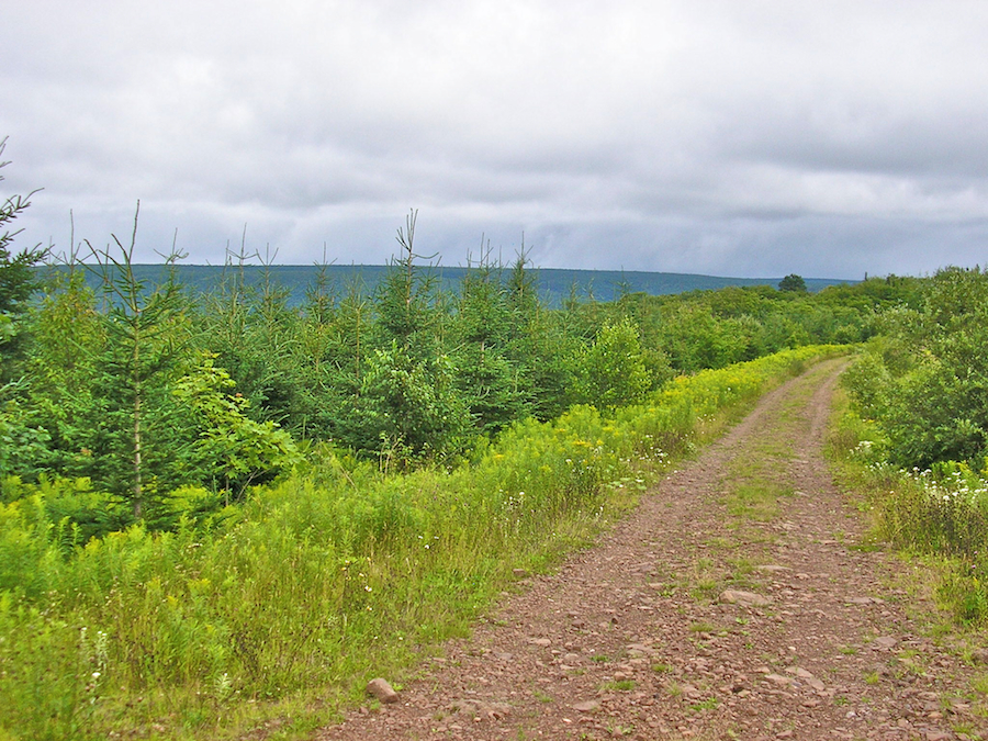 Whycocomagh Mountain from the Campbells Mountain Road