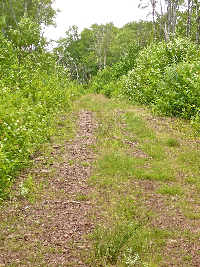Spur Road near the summit of Campbells Mountain