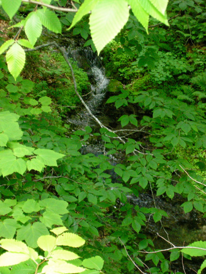 MacDonalds Glen Brook