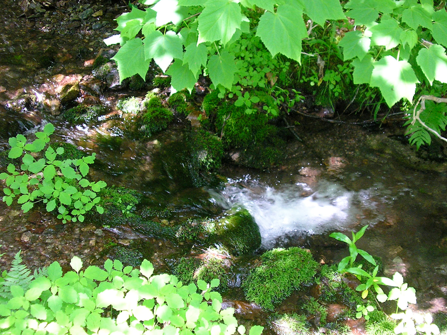 MacDonalds Glen Brook