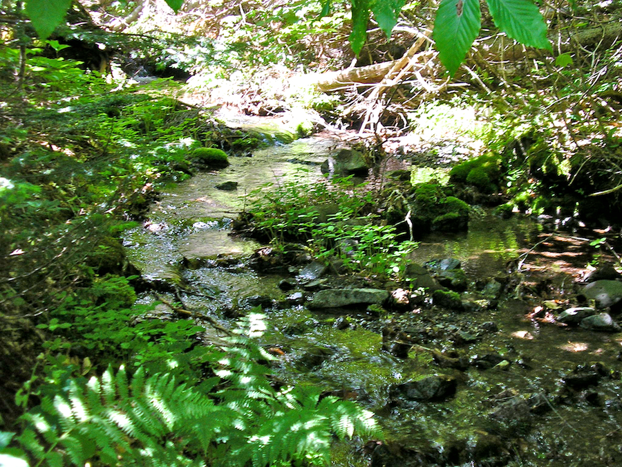 MacDonalds Glen Brook