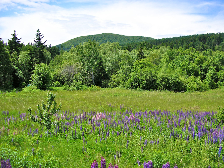 Cape Mabou Highlands