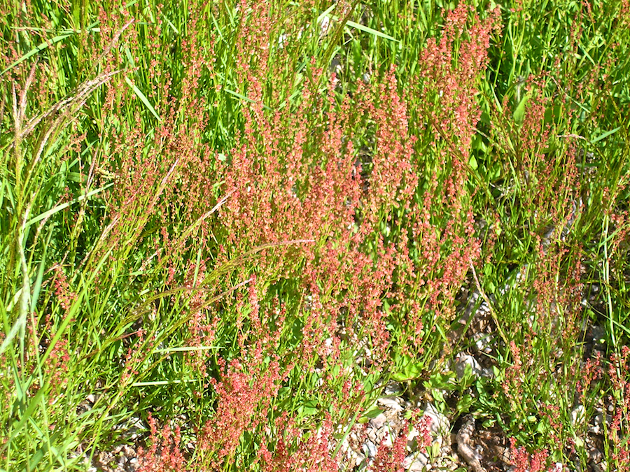 Flowering Grasses at the Side of MacDonalds Glen Road