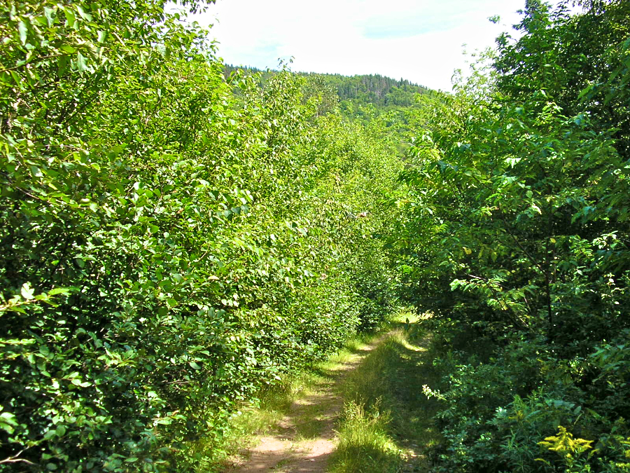 MacDonalds Glen Road heads into the Cape Mabou Highlands