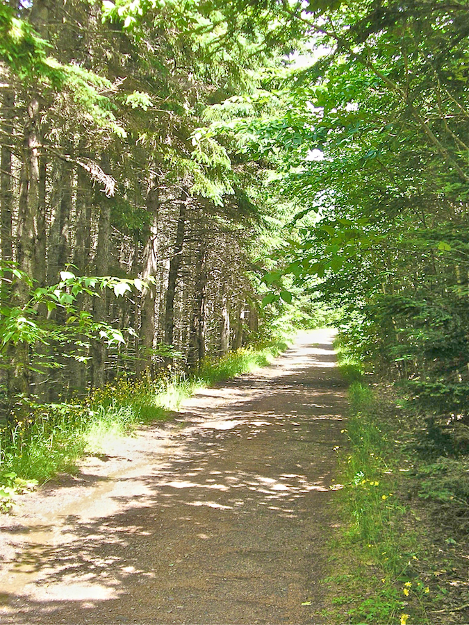 The grove along the North Highlands Road