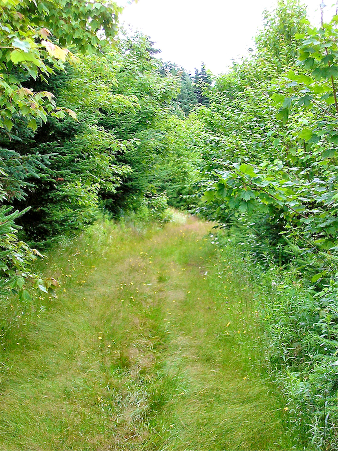 A grassy lane through the forest with abundant wildflowers