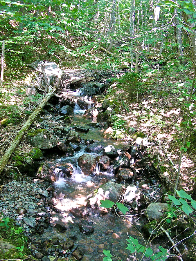 A rill crosses the trail