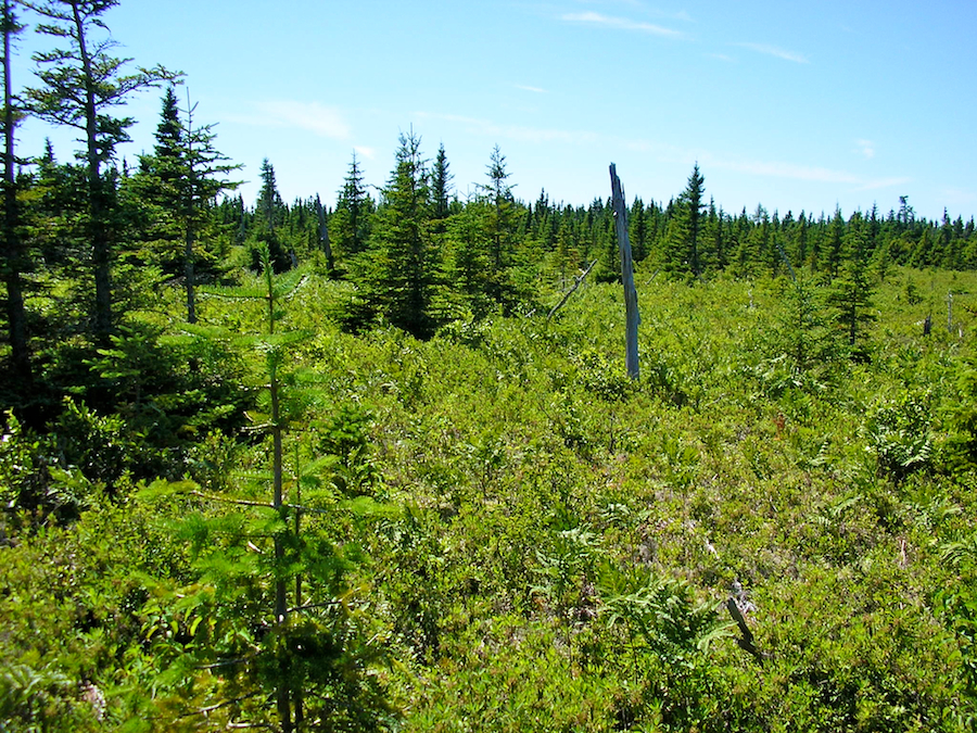 Cape Smokey plateau between the fifth and sixth look-offs
