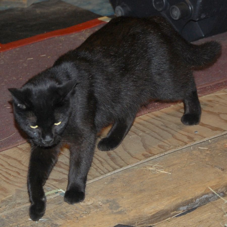 Photo of The Black Cat crosses the stage